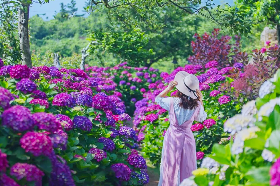 TOUR HÀN QUỐC 6N5Đ: SEOUL - JEJU - NAMI - CAMELLIA HILL BAY 7C